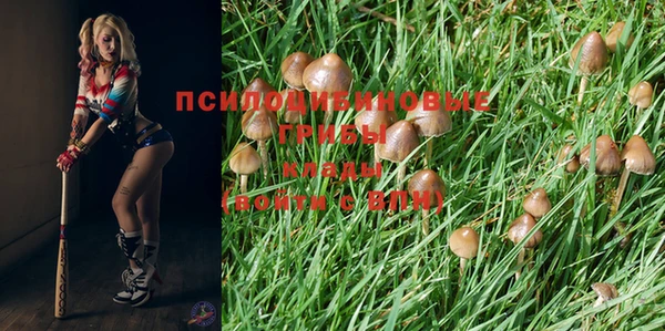 шишки Алзамай