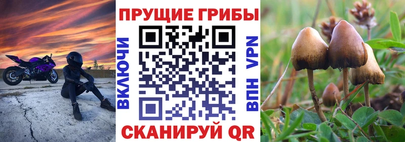 Галлюциногенные грибы мицелий  Покачи 